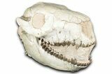 Fossil Oreodont (Merycoidodon) Skull - South Dakota #355529-4